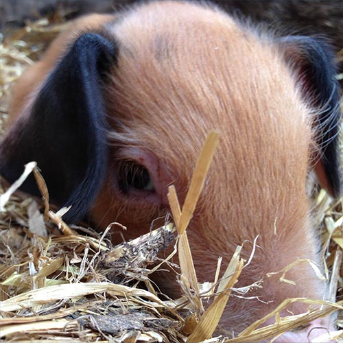 Piglet at Nun Cote Nook farm